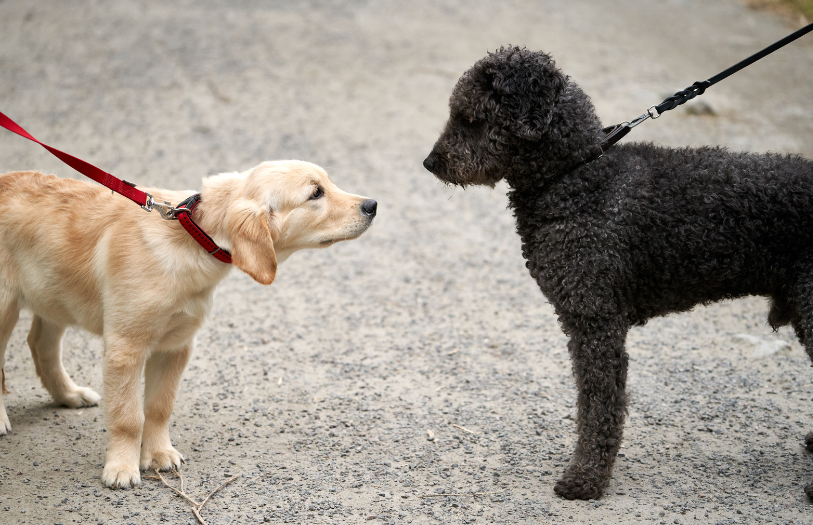 Ein alter Hund wird am Kopf gestreichelt.