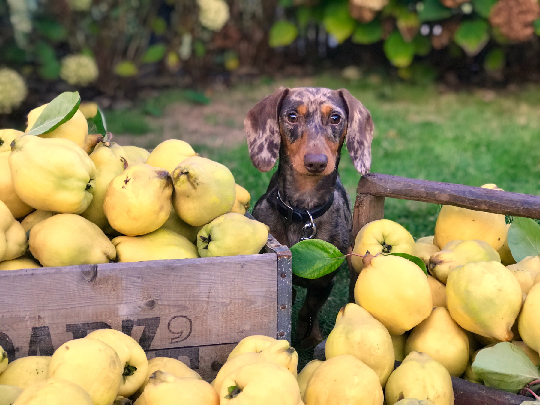 Dackel zwischen Quitten: Die richtige Ernährung ist sehr individuell – was für den einen Hund stimmt, muss nicht für den anderen passen.