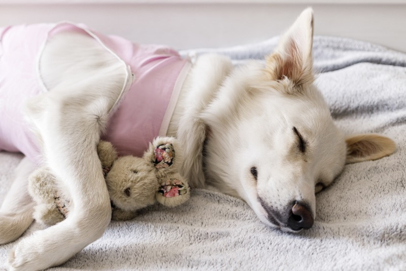 Eine Hündin mit einem rosa Body schläft nach der Kastration: Ruhe nach dem Eingriff ist wichtig.