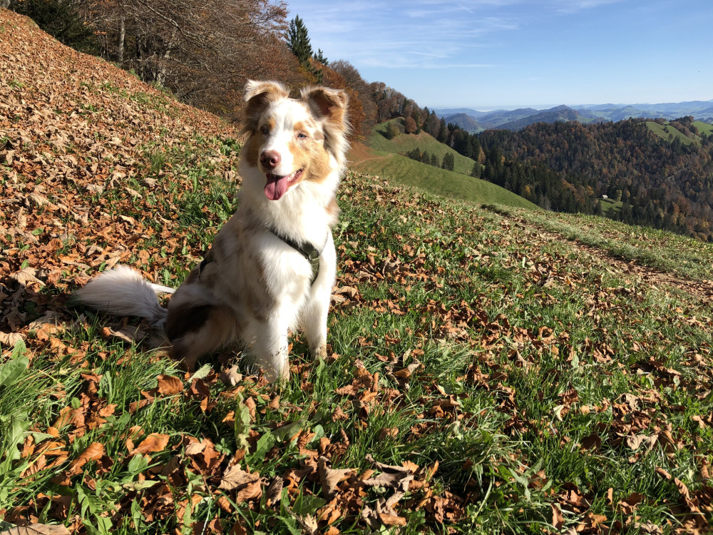 Australian Shepherd: Viele Rassen eignen sich zum Wandern.